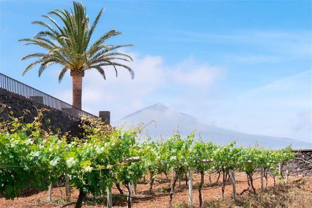 El Sauzal Tenerife con viñedos y vistas al Teide desde el norte de la isla
