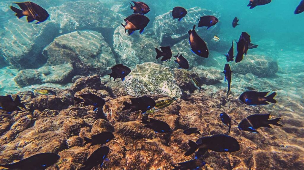 Snorkel en Los Cancajos entre arrecifes volcánicos y peces, playa volcánica La Palma