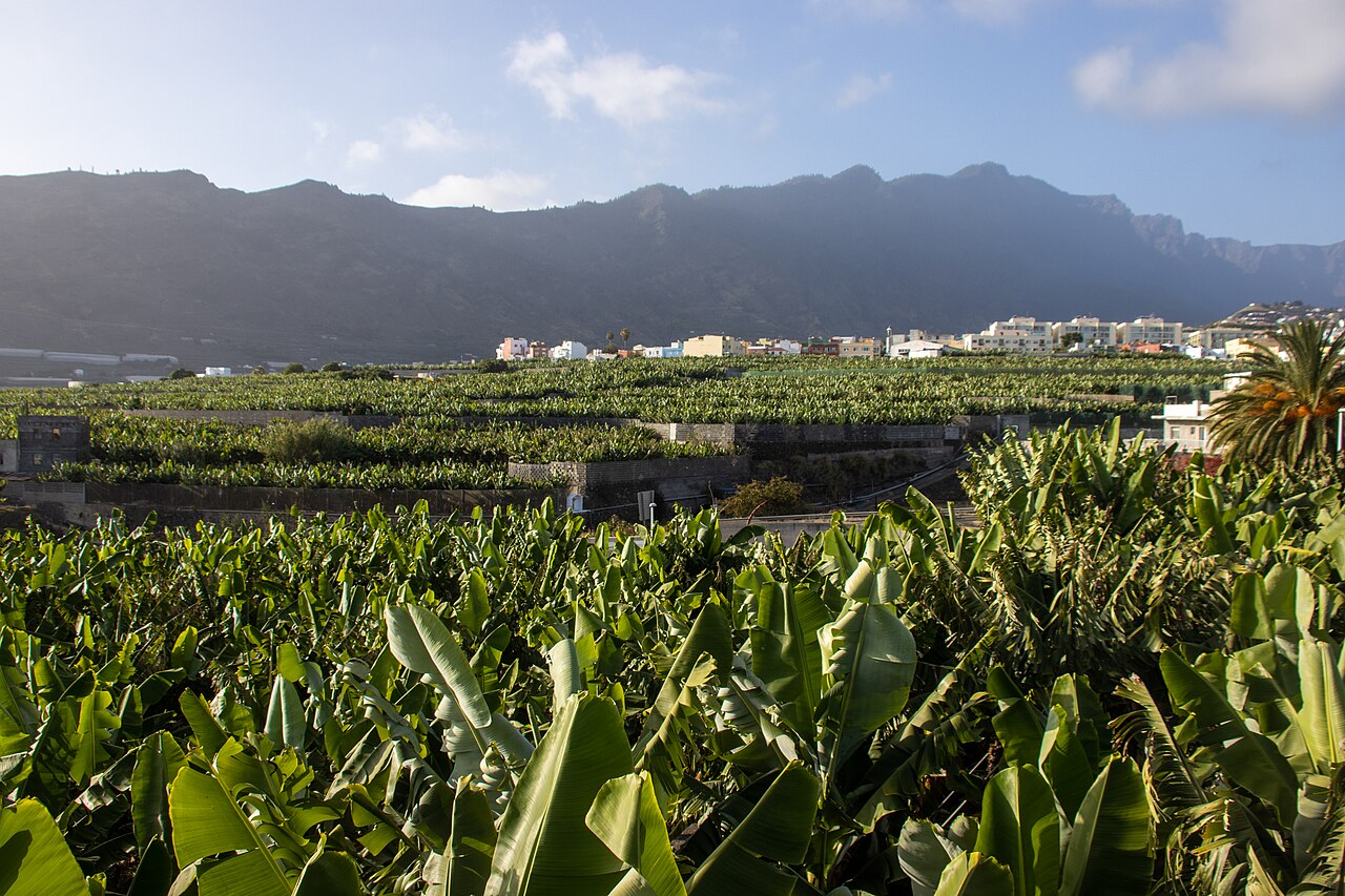 vista panorámica del valle de Aridane, plataneras, La Palma