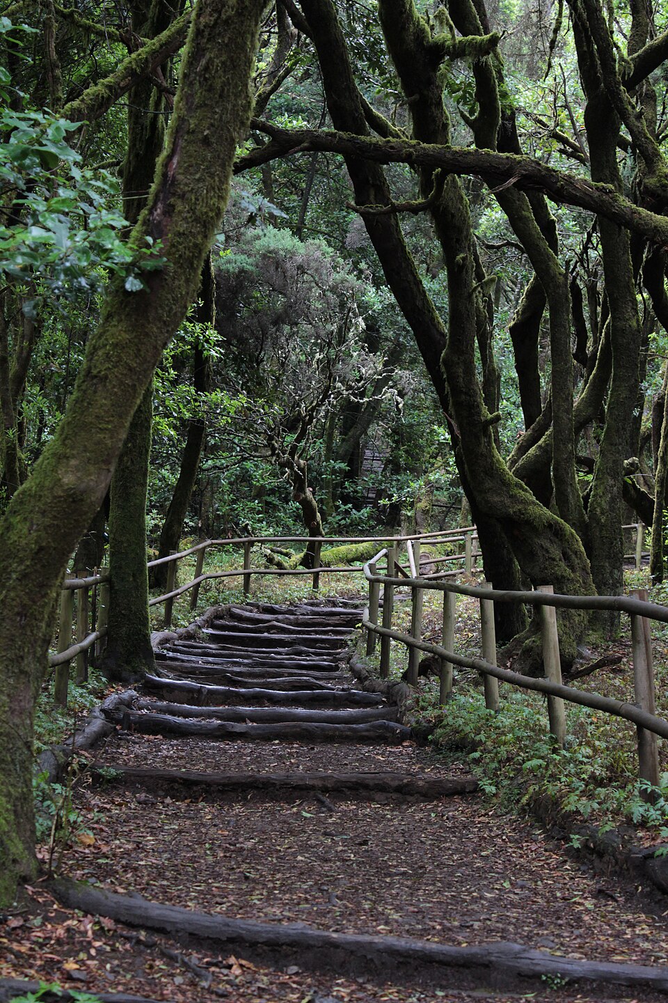 Agulo La Gomera, bosque de laurisilva en el Parque Nacional de Garajonay