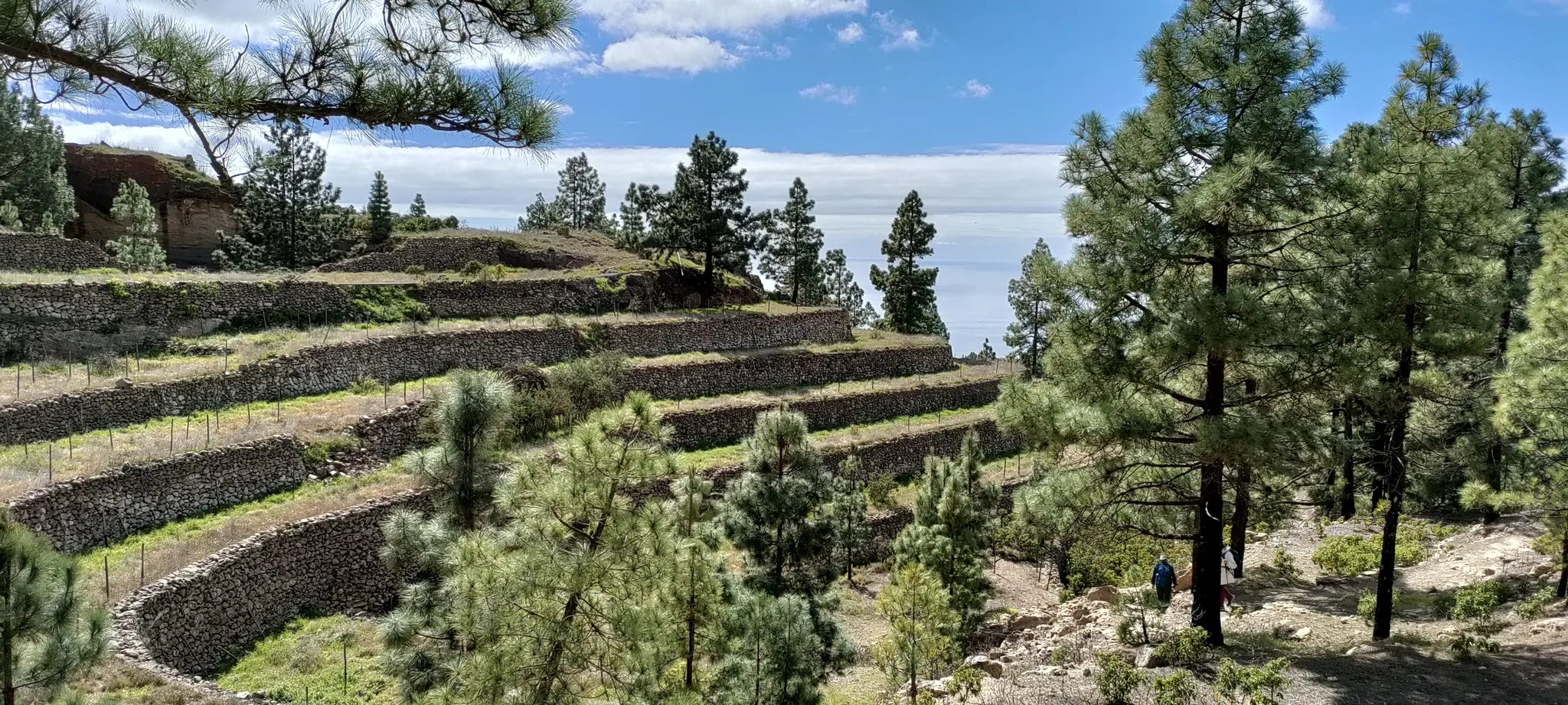Arafo Tenerife, bancales y paisaje de medianías en el Valle de Güímar