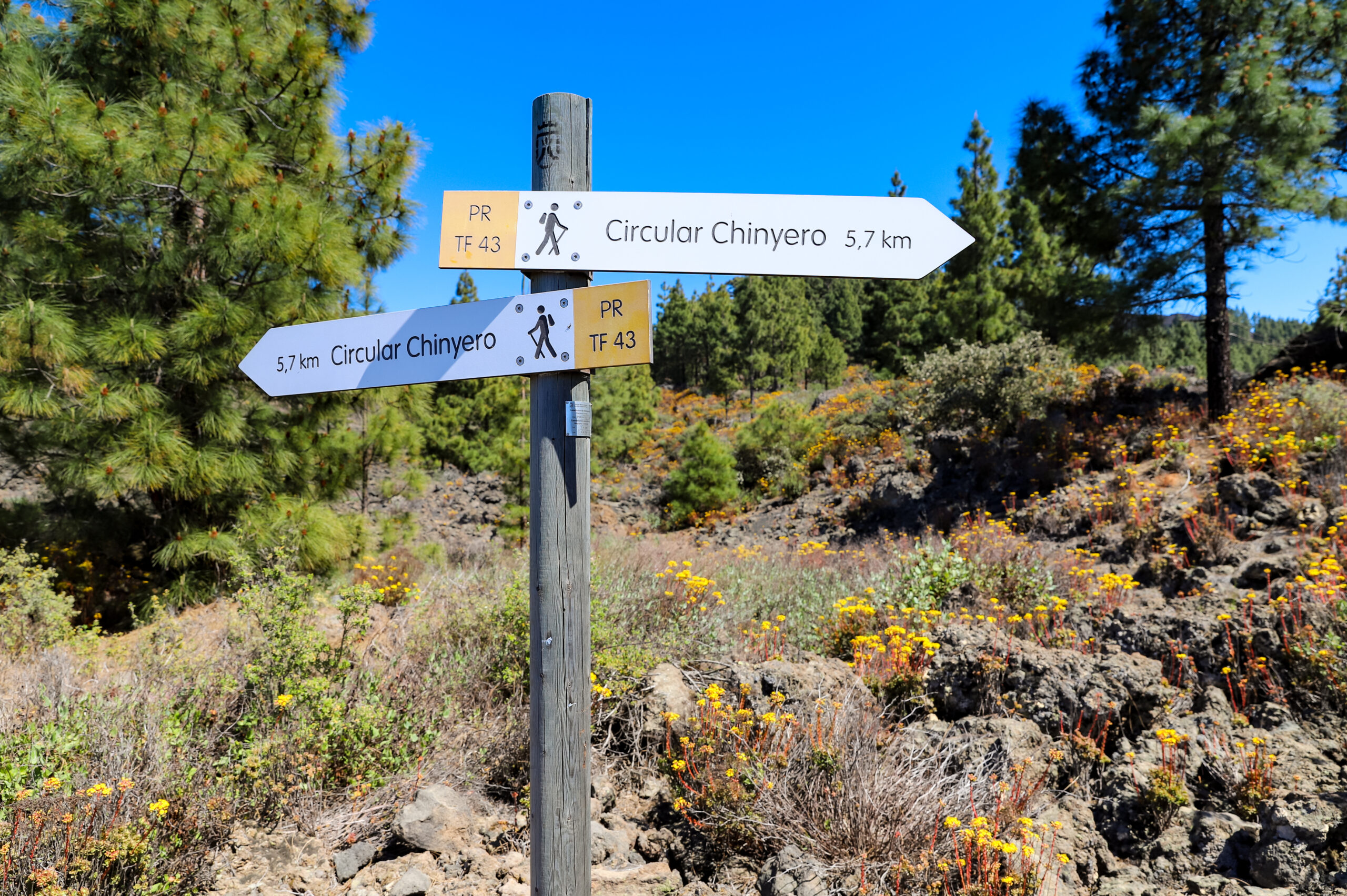 El Tanque Tenerife, senderistas en la ruta circular del volcán Chinyero