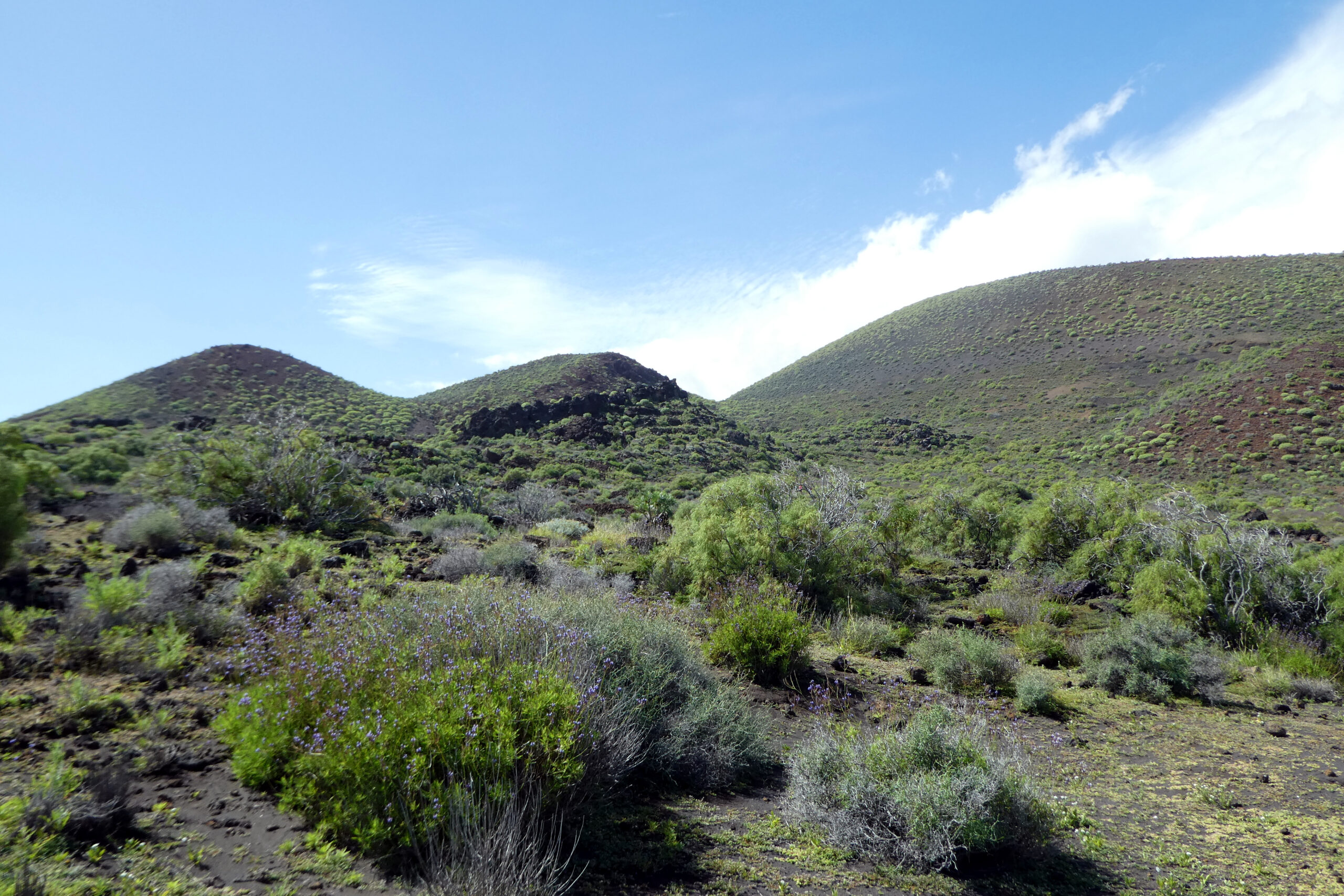 Güímar Tenerife, Malpaís de Güímar con cardones y costa volcánica