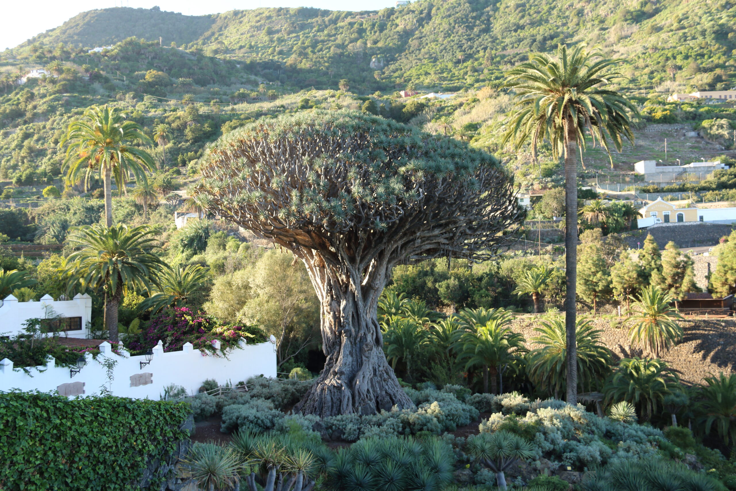  Icod de los Vinos Tenerife, el Drago Milenario en el Parque del Drago