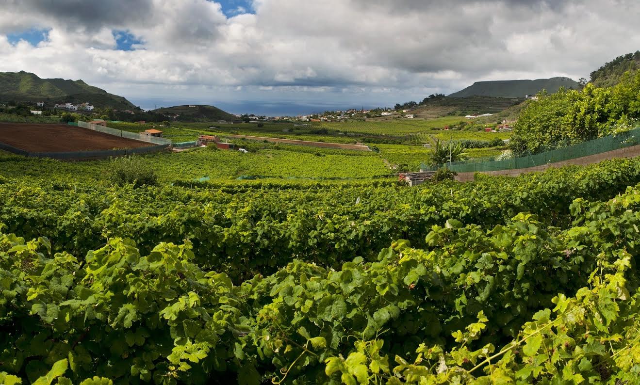 La Matanza de Acentejo Tenerife, viñedos de la D.O. Tacoronte-Acentejo en las medianías