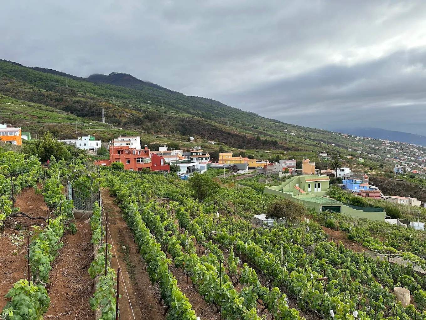 la-victoria-de-acentejo-tenerife-vinedos-medianias La Victoria de Acentejo Tenerife, vineyards in the mid-mountain area of the Tacoronte-Acentejo Designation of Origin
