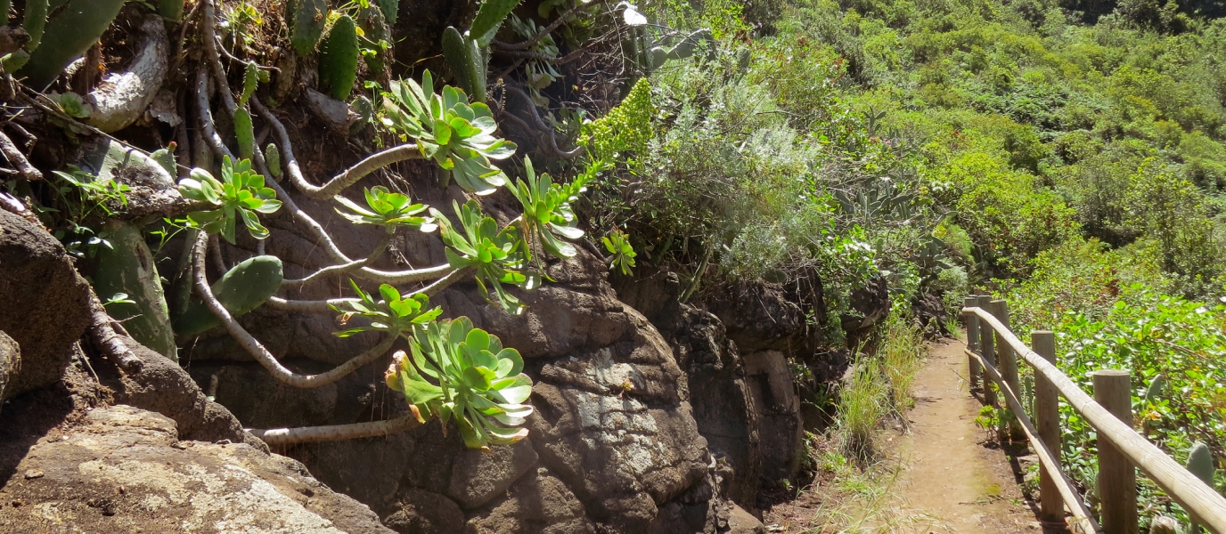 moya-gran-canaria-tilos-laurisilva-sendero Moya Gran Canaria, sendero entre laurisilva en la Reserva Natural Especial de Los Tilos de Moya