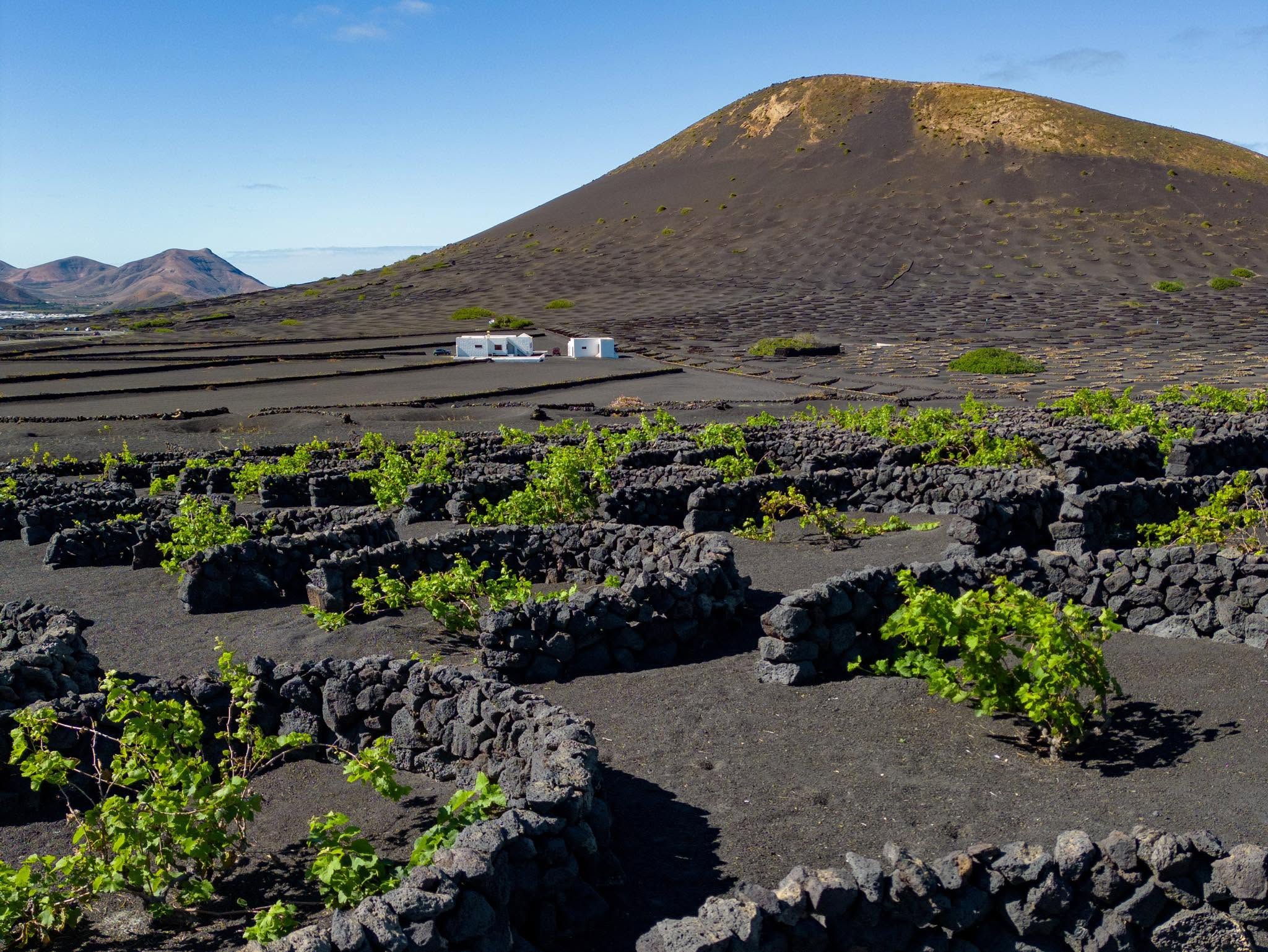 paisaje volcánico de San Bartolomé con viñedos y zocos Paisaje volcánico de San Bartolomé, Lanzarote, con viñedos en enarenados y zocos de piedra