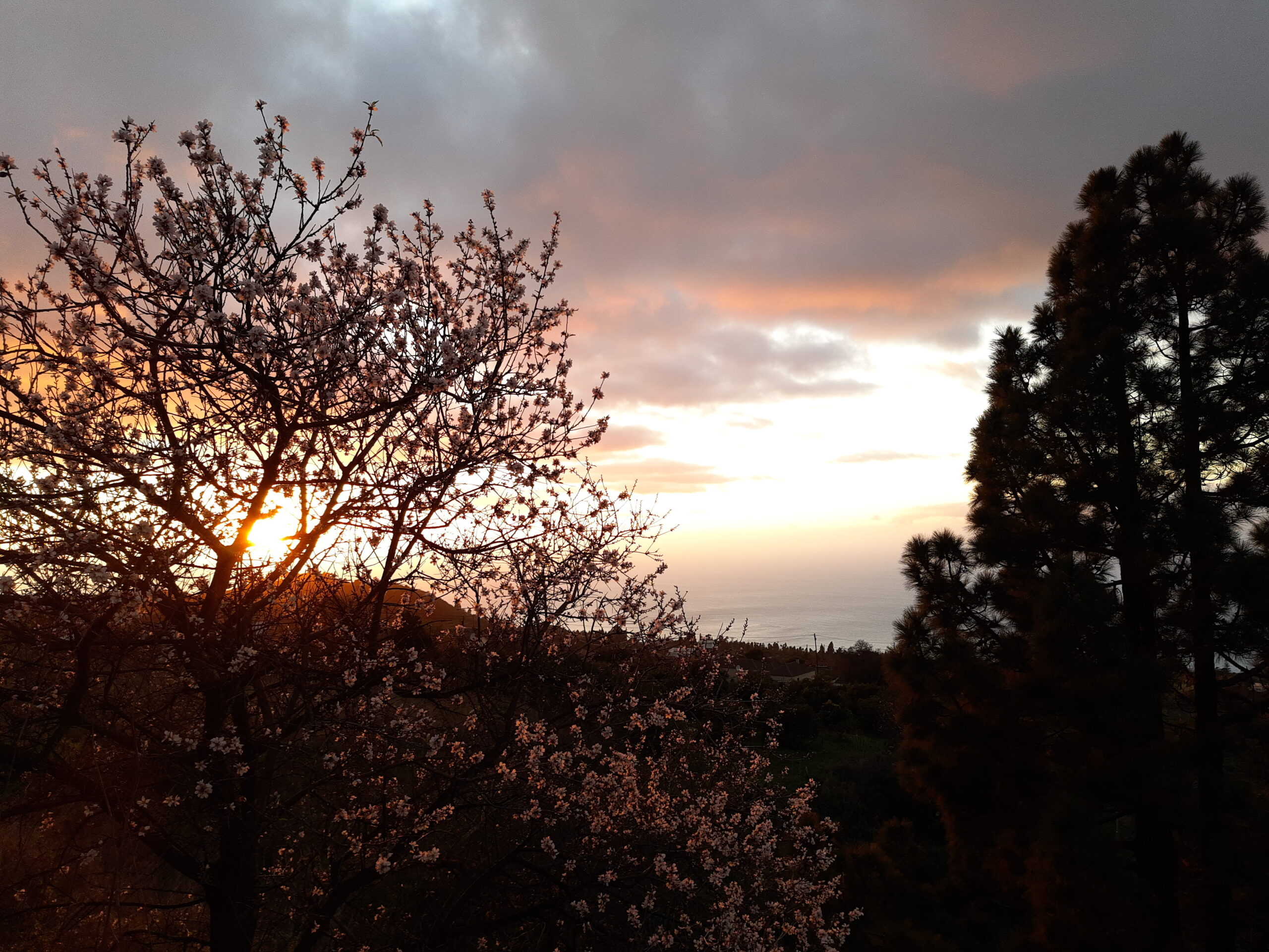 Puntagorda La Palma, paisaje con almendros en flor y pinares en el noroeste de la isla