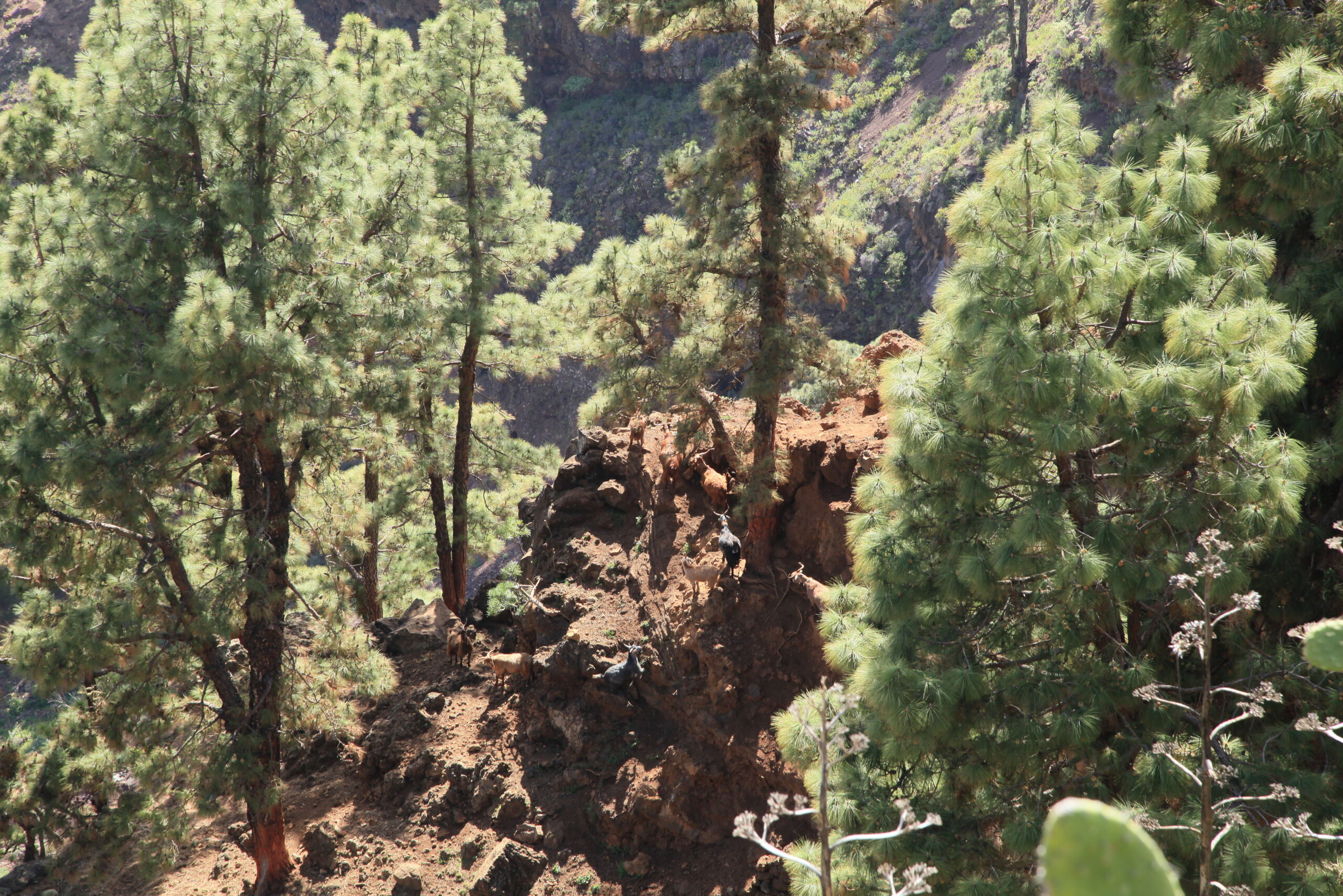 Puntagorda La Palma, vista del Barranco del Roque desde el mirador con paisaje volcánico
