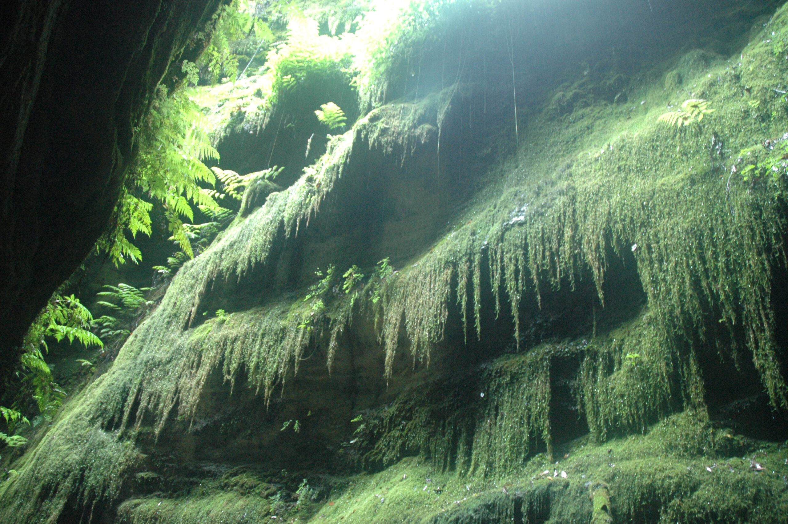 Puntallana La Palma, laurisilva del Cubo de La Galga en el Barranco de La Galga