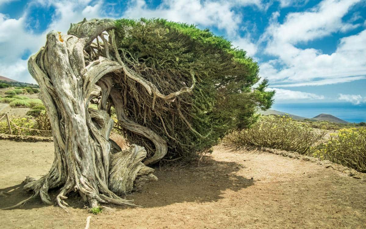 El Sabinar de La Frontera, El Hierro, con sabinas retorcidas por el viento