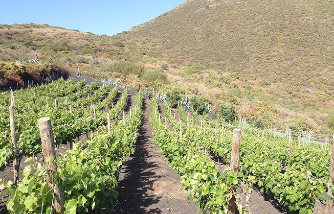 Santa Brígida Gran Canaria, viñedos del Monte Lentiscal con suelo volcánico de la D.O. Gran Canaria