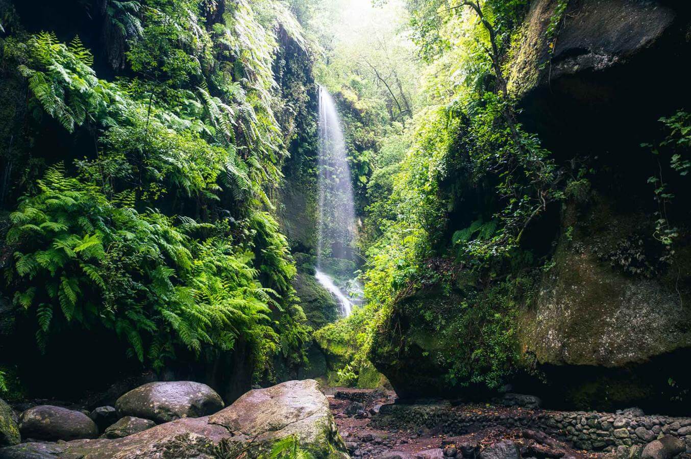 Bosque de Los Tilos en San Andrés y Sauces, La Palma, laurisilva Reserva de la Biosfera