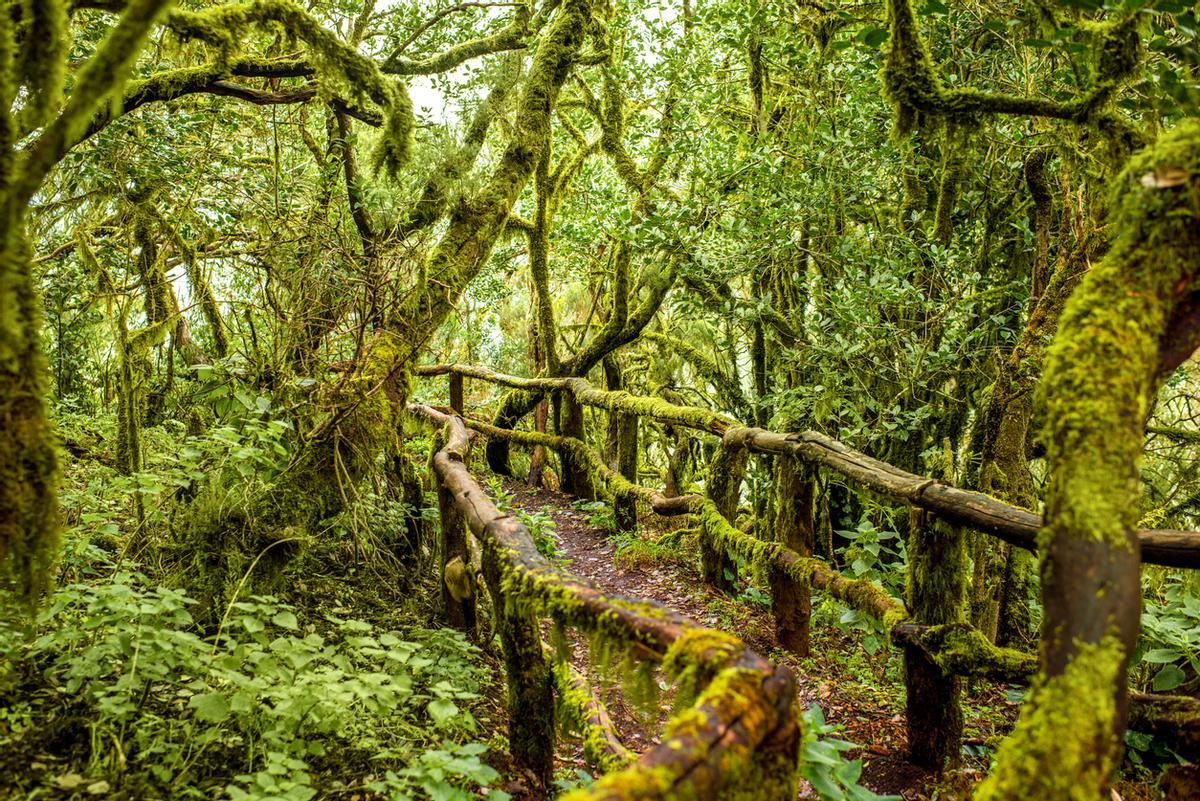 sendero entre laurisilva Senderismo en Breña Baja, La Palma, sendero entre bosque de laurisilva