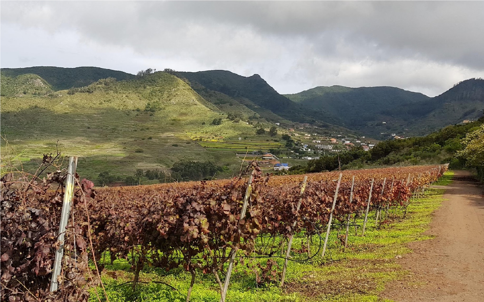 Tegueste Tenerife, viñedos en el valle rural del noreste de la isla