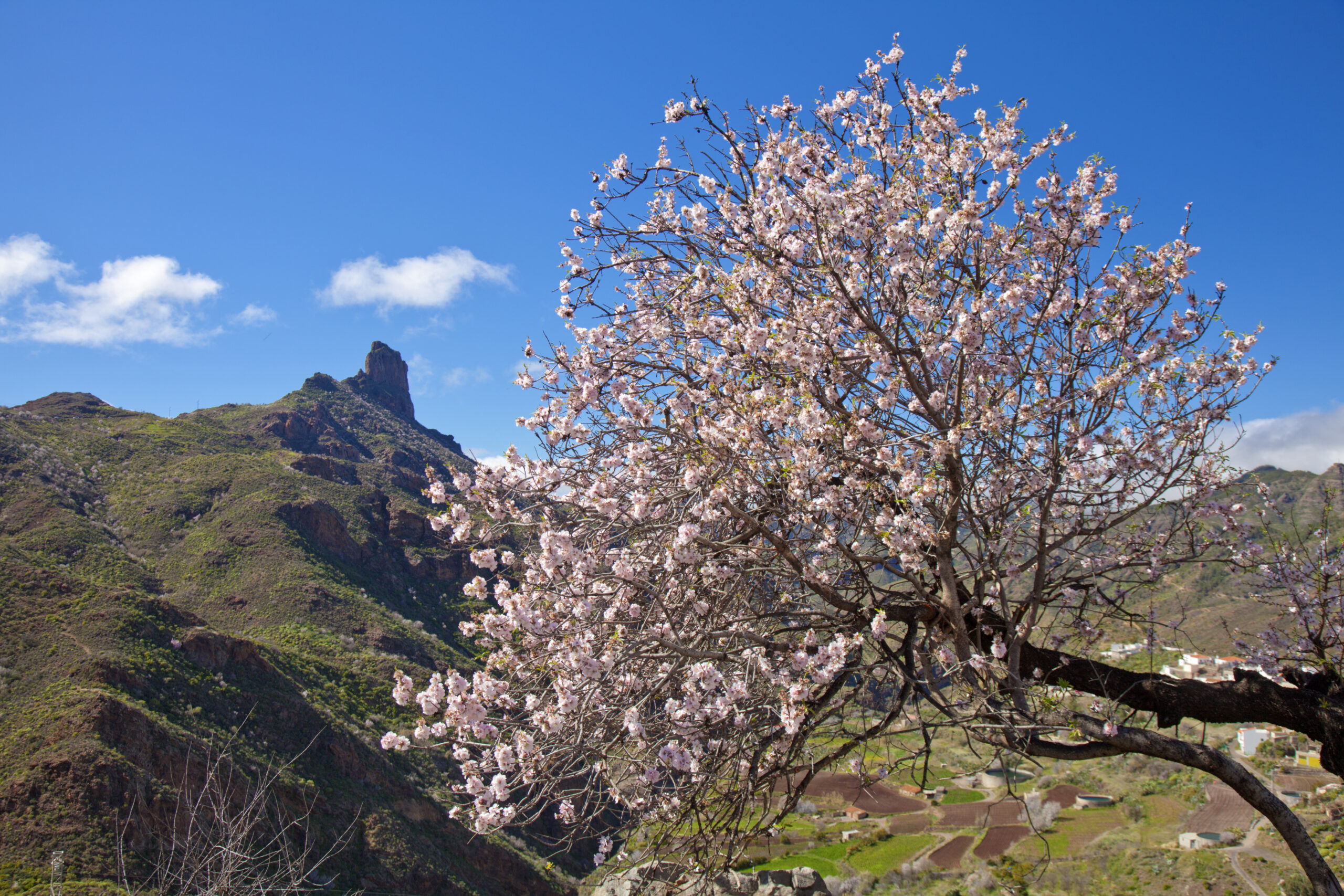Tejeda Gran Canaria, almendros en flor durante la Fiesta del Almendro en la Caldera de Tejeda