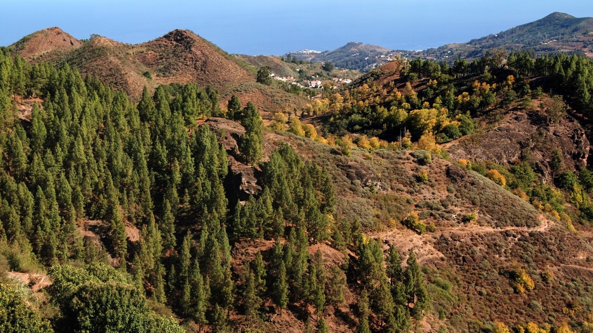 Valleseco Gran Canaria, caldera volcánica de Calderetas con castaños en otoño en el norte de la isla
