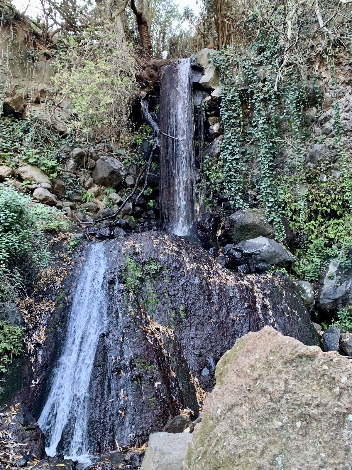 Valsequillo Gran Canaria, cascadas del Barranco de los Cernícalos entre acebuches y saucedas