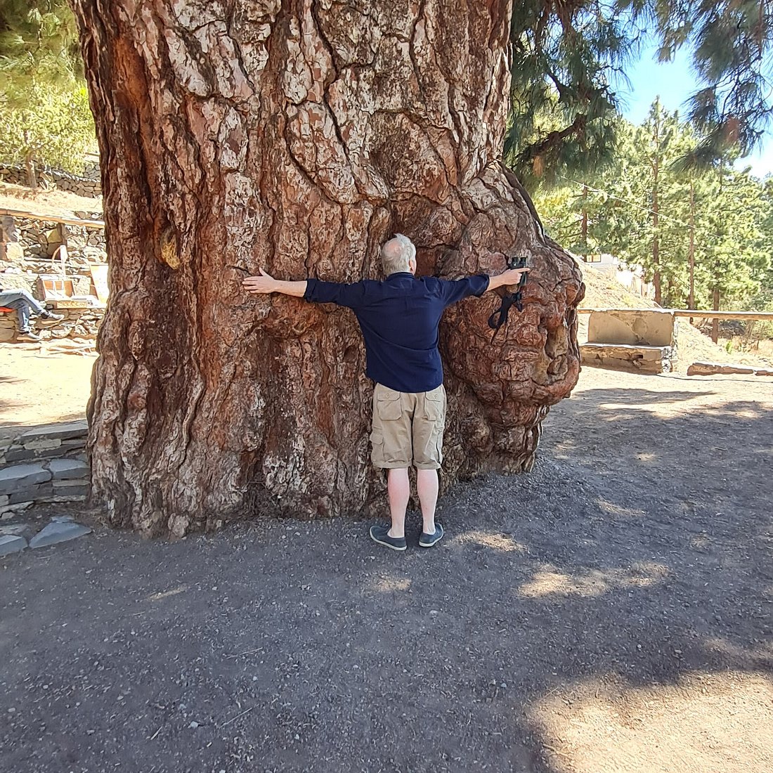 Vilaflor de Chasna Tenerife, el Pino Gordo el árbol autóctono más grueso de España