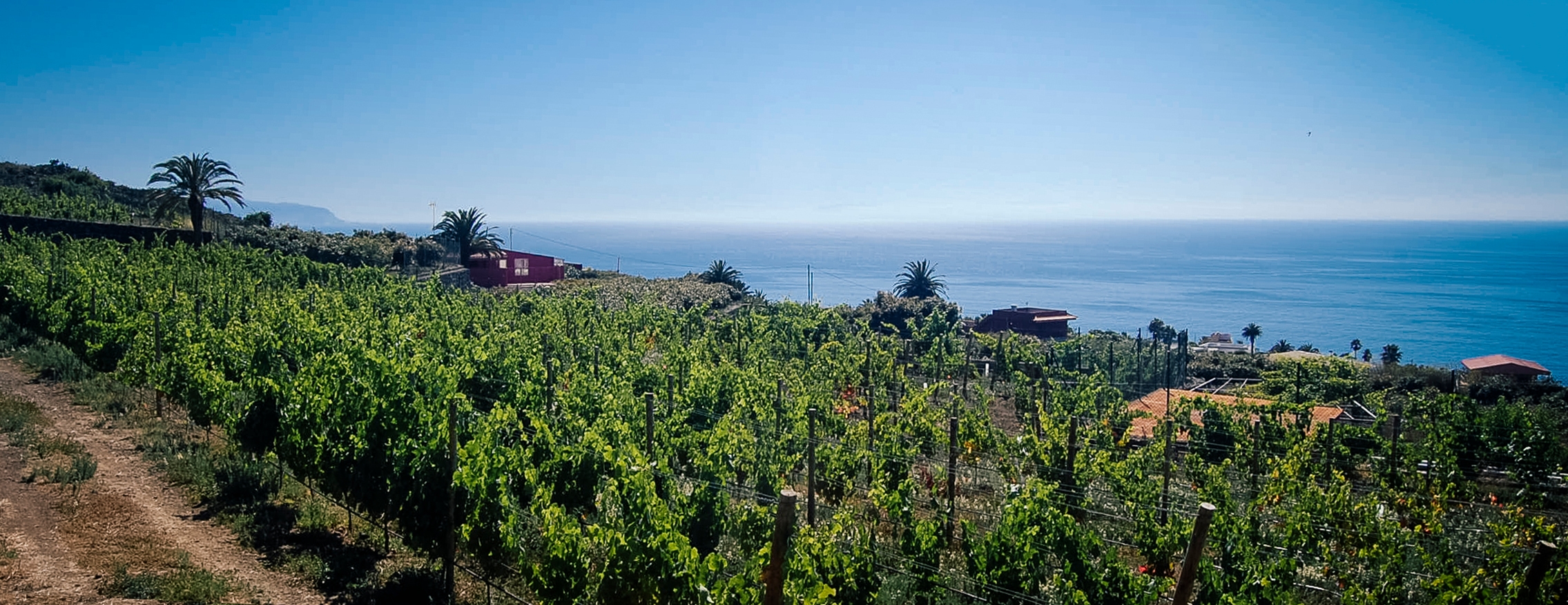 Viñedos de Tacoronte, Tenerife, corazón de la Denominación de Origen Tacoronte-Acentejo