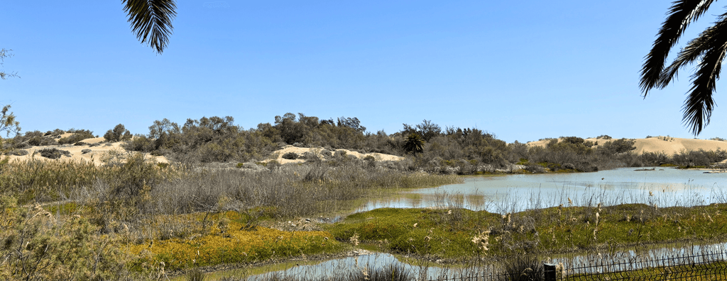 Charca de Maspalomas con palmeral y aves en la Reserva Natural de las Dunas, Gran Canaria